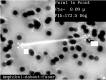 Amphibol-Asbestfaser einer Filterauswertung im REM