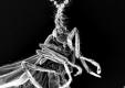 Teile einer Fliege im REM